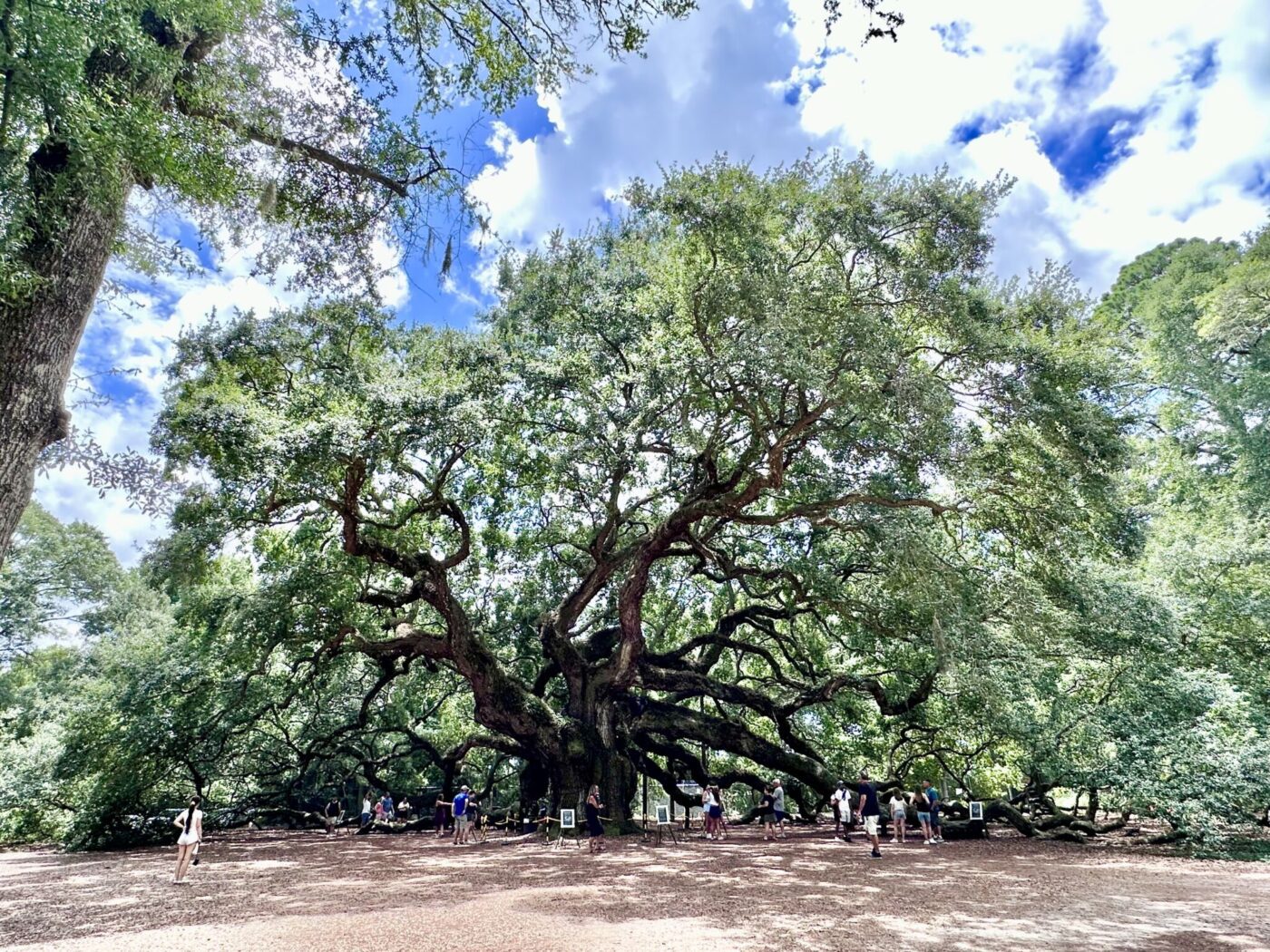 Angel Oak Tree, Johns Island, South Carolina