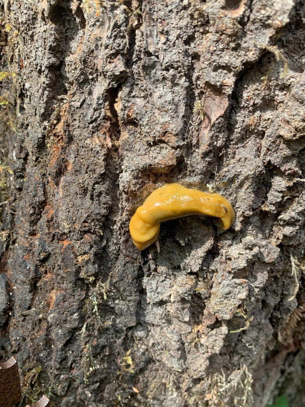 Banana Slug on Grove of Titans Trail in Jedidiah Smith State Park, California