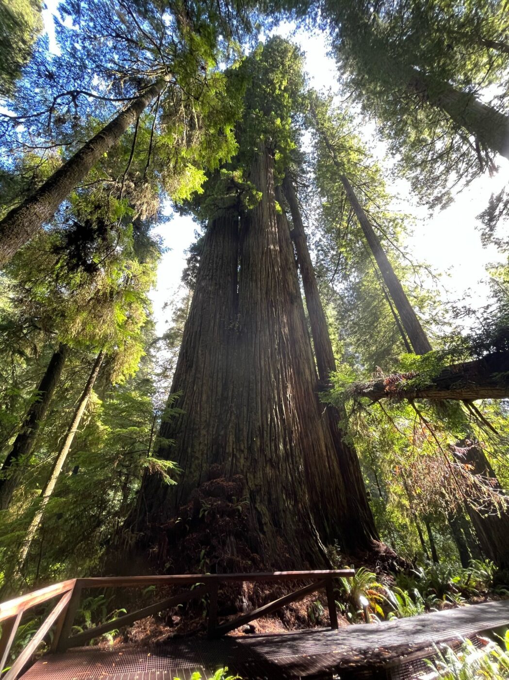 Grove of Titans Trail in Jedidiah Smith Redwood State Park, California