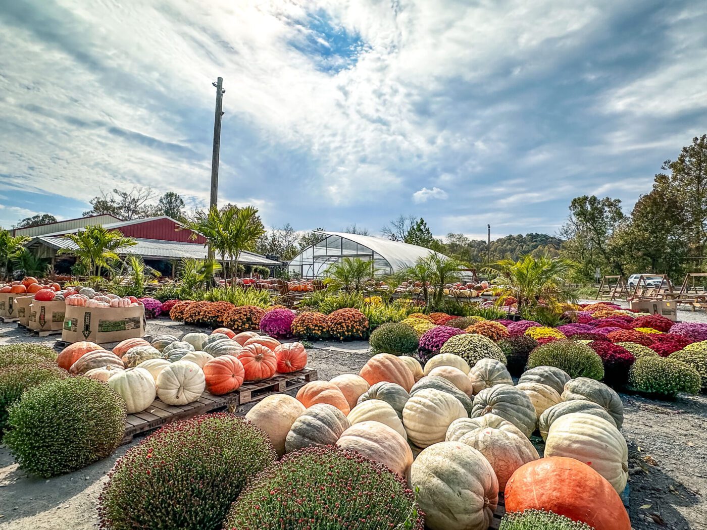 Pumpkins and mums at Lavern's Market in Liberty, Kentucky