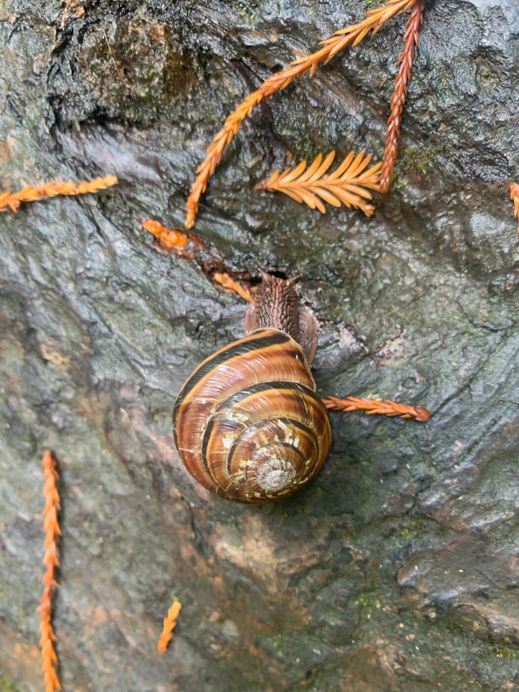 Slug on Grove of Titans Trail in Jedidiah Smith State Park, California