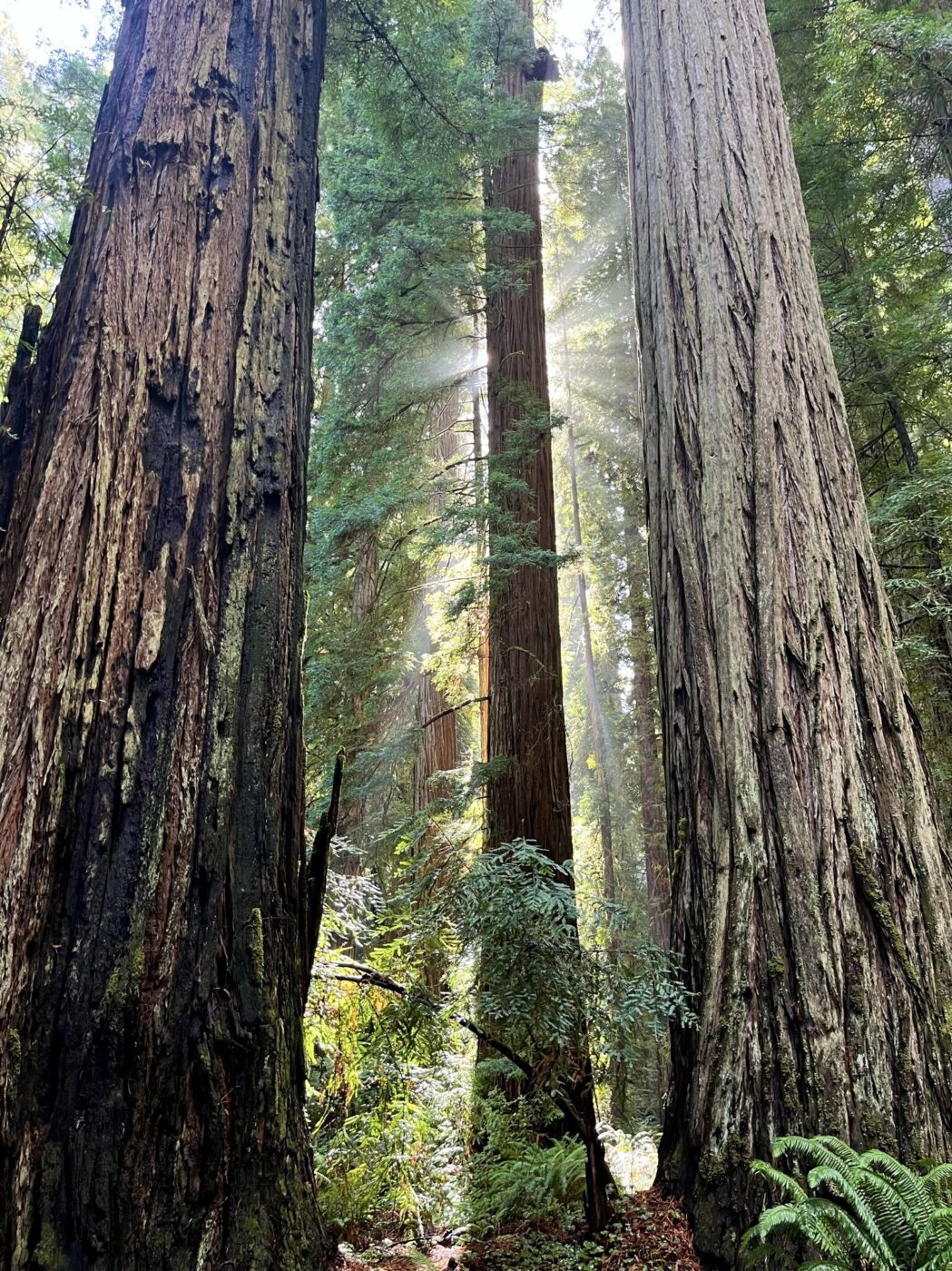 Stout Grove in Jedidiah Smith State Park, California