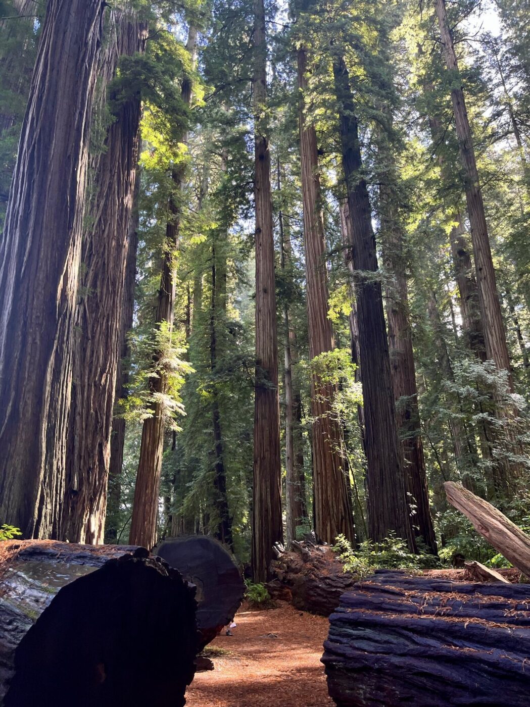 Stout Grove in Jedidiah Smith State Park, California