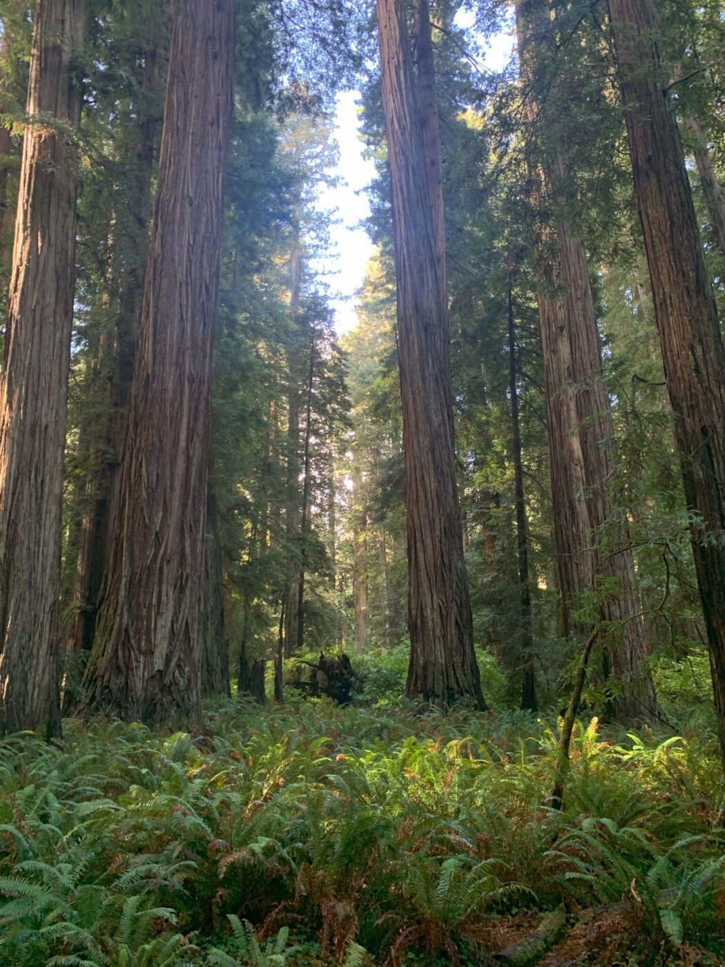 Stout Grove in Jedidiah Smith State Park, California