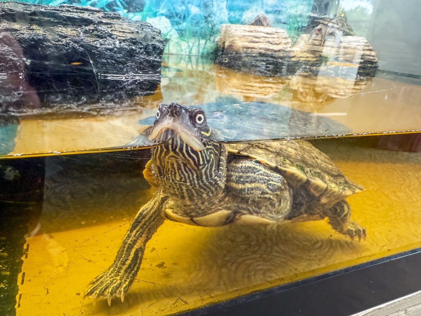 Turtle, Kentucky Dam Village State Resort Park, Kentucky