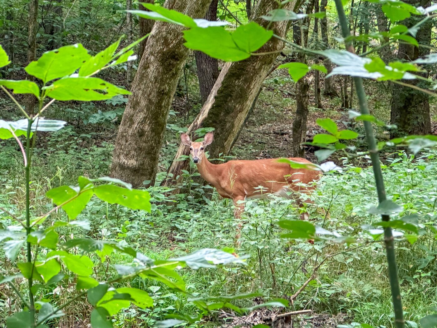 Deer at Kincaid Lake State Park, Kentucky