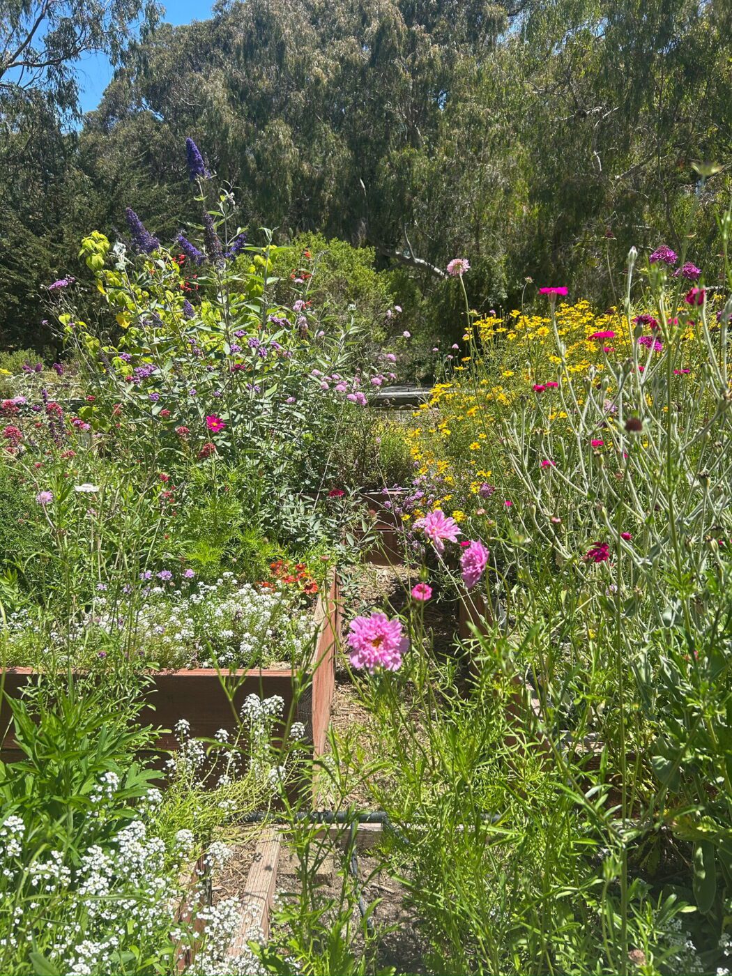 Pollinator garden at Natural Bridges State Park, Santa Cruz, California
