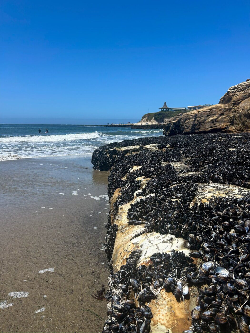 Mussels at Natural Bridges State Park, Santa Cruz, California