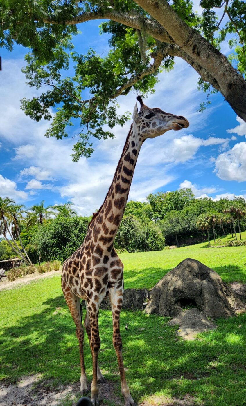 Giraffe in Animal Kingdom, Walt Disney World, Florida