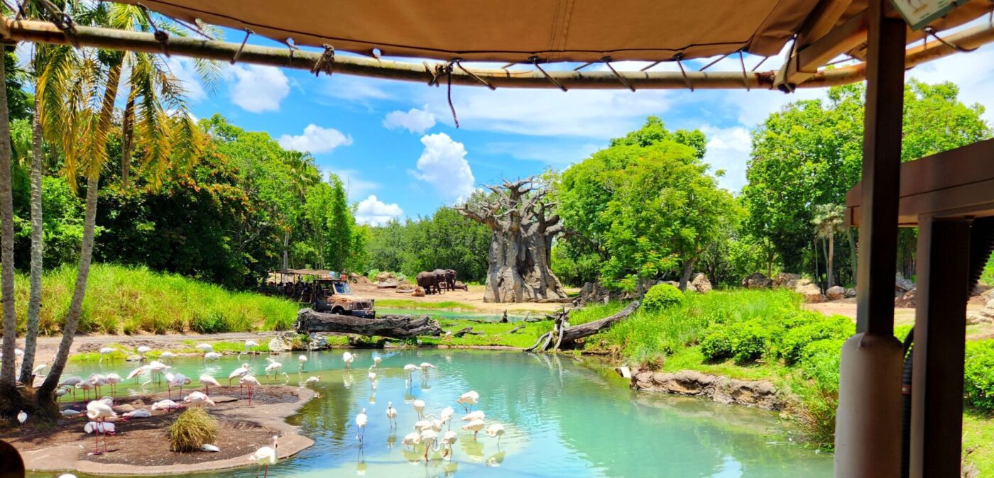 Animal Kingdom, Walt Disney World, Florida