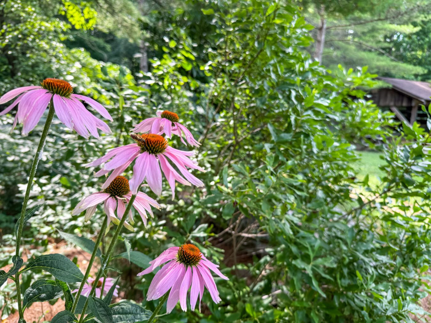 Purple coneflower at O'Bannon Woods State Park, Indiana